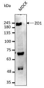 Anti-ZO1 antibody