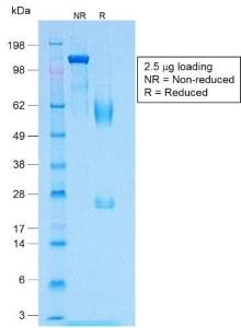 Anti-MelanA antibody