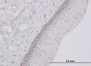 Anti-TFAP4 Mouse Monoclonal Antibody [clone: 6B1]