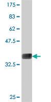 Anti-NAGPA Mouse Polyclonal Antibody