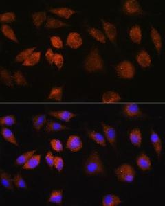 Immunofluorescence analysis of L929 cells using Anti-FAM3D Antibody (A308559) at a dilution of 1:100 DAPI was used to stain the cell nuclei (blue)