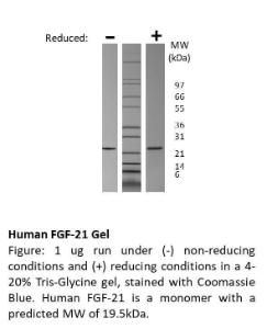 Animal-Free Human FGF-21