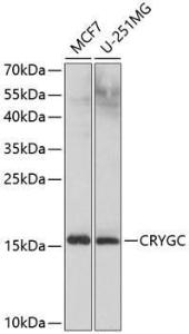 Antibody anti-CRYGC 100 µl