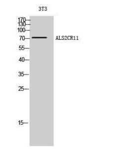 Western blot analysis of 3T3 cells using Anti-ALS2CR11 Antibody