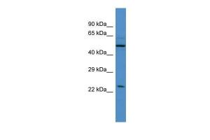 Anti-UBQLN4 Rabbit Polyclonal Antibody