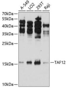 Western blot analysis of extracts of various cell lines, using Anti-TAF12 Antibody (A307575) at 1:1,000 dilution