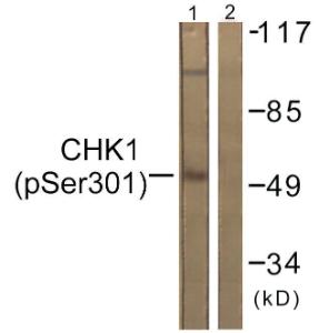 Western blot analysis of lysates from 293 cells using Anti-Chk1 (phospho Ser301) Antibody The right hand lane represents a negative control, where the antibody is blocked by the immunising peptide