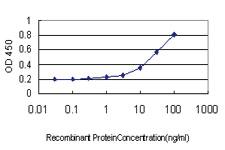 Anti-RPL36A Mouse Monoclonal Antibody [clone: 6H1]