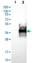 Anti-LAMP5 Rabbit Polyclonal Antibody