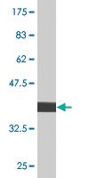 Anti-PPOX Mouse Monoclonal Antibody [clone: 3C10]