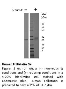 Human recombinant Follistatin (from <i>E. coli</i>)