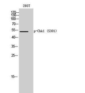 Western blot analysis of 293T cells using Anti-Chk1 (phospho Ser301) Antibody