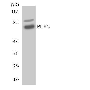 Western blot analysis of the lysates from HeLa cells using Anti-PLK2 Antibody