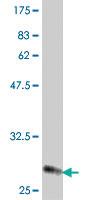 Anti-RPL37A Mouse Polyclonal Antibody