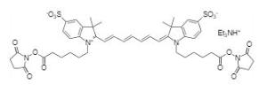 Cyanine 7 bissuccini 170 1 mg