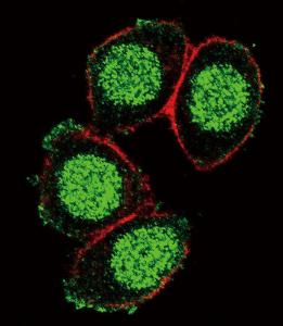 Anti-PAX6 Rabbit Polyclonal Antibody (HRP (Horseradish Peroxidase))