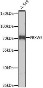 Western blot analysis of extracts of A-549 cells, using Anti-FBXW5 Antibody (A10677) at 1:1,000 dilution