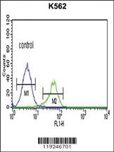 Anti-CTSE Rabbit Polyclonal Antibody