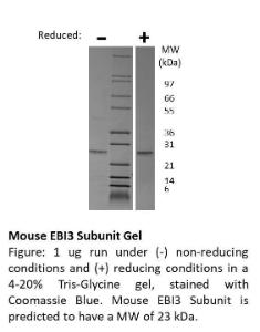 Mouse recombinant IL-27 / EBI3 subunit (from <i>E. coli</i>)