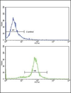 Anti-PAX6 Rabbit Polyclonal Antibody (HRP (Horseradish Peroxidase))