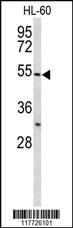 Anti-BPI Rabbit Polyclonal Antibody