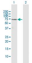 Anti-COIL Rabbit Polyclonal Antibody