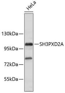 Western blot analysis of extracts of HeLa cells, using Anti-SH3PXD2A Antibody (A10684). The secondary antibody was Goat Anti-Rabbit IgG H&L Antibody (HRP) at 1:10,000 dilution. Lysates/proteins were present at 25µg per lane. The blocking buffer used was 3% non-fat dry milk in TBST.