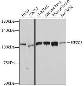 Western blot analysis of extracts of various cell lines, using Anti-AGO3 Antibody [ARC2345] (A308562) at 1:1,000 dilution