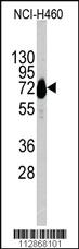 Anti-CDH10 Rabbit Polyclonal Antibody