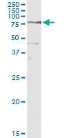 Anti-COIL Rabbit Polyclonal Antibody