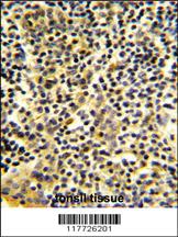 Anti-BPI Rabbit Polyclonal Antibody