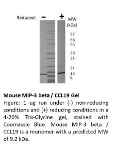 Mouse recombinant MIP-3beta/CCL19 (from <i>E. coli</i>)