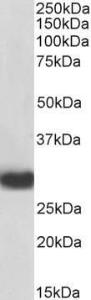 Anti-MYD88 antibody