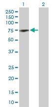 Anti-COIL Rabbit Polyclonal Antibody