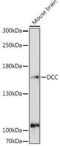 Anti-DCC Antibody (A10688)