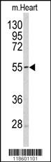 Anti-Sestrin-1 Rabbit Polyclonal Antibody