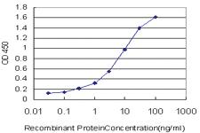 Anti-CRX Mouse Monoclonal Antibody [clone: 2F12]