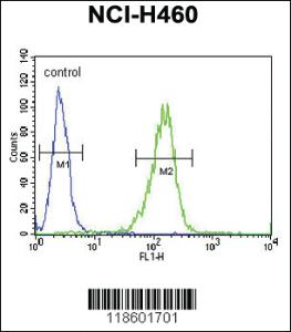 Anti-Sestrin-1 Rabbit Polyclonal Antibody