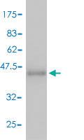 Anti-CALM2 Mouse Polyclonal Antibody