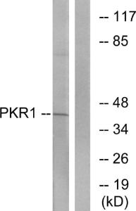 Western blot analysis of lysates from COLO cells using Anti-PKR1 Antibody. The right hand lane represents a negative control, where the antibody is blocked by the immunising peptide