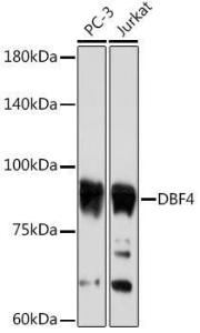 Western blot analysis of extracts of various cell lines, using Anti-DBF4 Antibody [ARC2293] (A307578) at 1:1,000 dilution. The secondary antibody was Goat Anti-Rabbit IgG H&L Antibody (HRP) at 1:10,000 dilution.