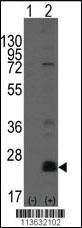 Anti-CD9 Rabbit Polyclonal Antibody