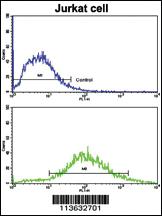 Anti-CD9 Rabbit Polyclonal Antibody