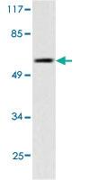 Anti-IRF3 Rabbit Polyclonal Antibody