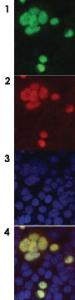 Anti-GFP Monoclonal Antibody [clone: 15]