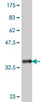 Anti-FNDC3A Mouse Polyclonal Antibody