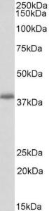 Anti-PDLIM2 Antibody (A82552) (03 µg/ml) staining of Mouse Lung lysate (35 µg protein in RIPA buffer) Primary incubation was 1 hour Detected by chemiluminescence