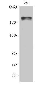 Western blot analysis of various cells using Anti-WNK1 (phospho Thr58) Antibody