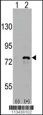 Anti-PTMA Rabbit Polyclonal Antibody