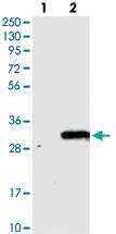 Anti-TVP23B Rabbit Polyclonal Antibody